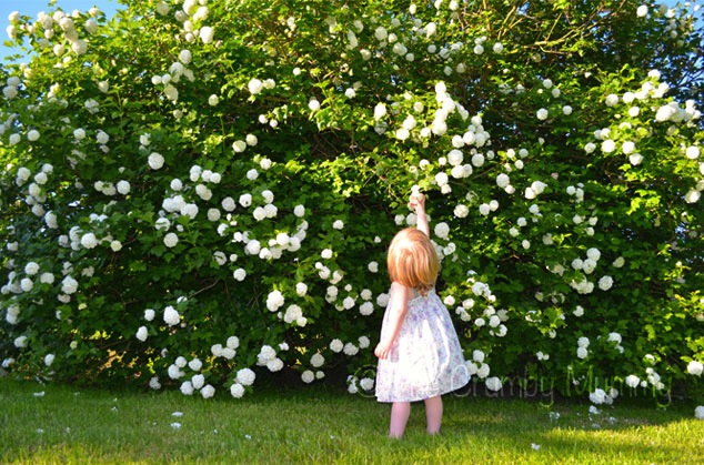 Flower Fairies & Finger Puppets