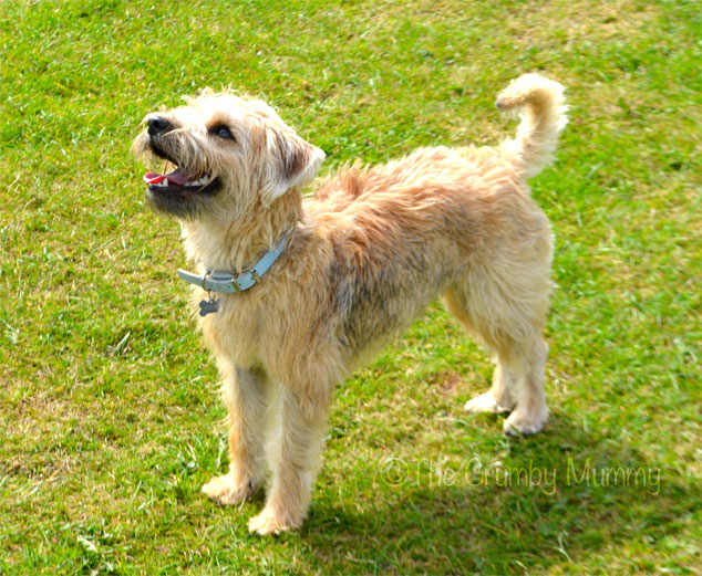 How To Choose The Best Kennel For Your Dog - Guest Post