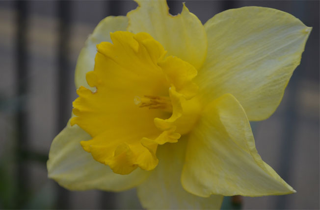 depth of field daffodil