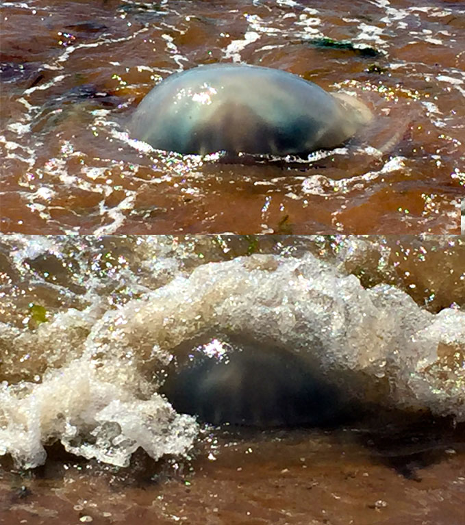 giant jelly fish