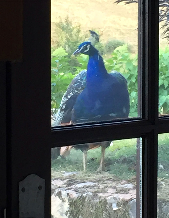 peacock calling