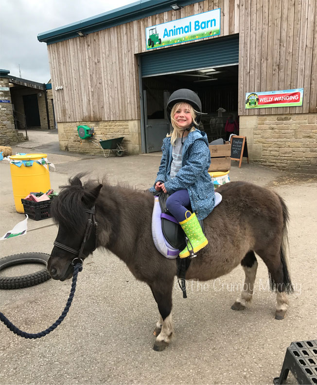 pony rides for children